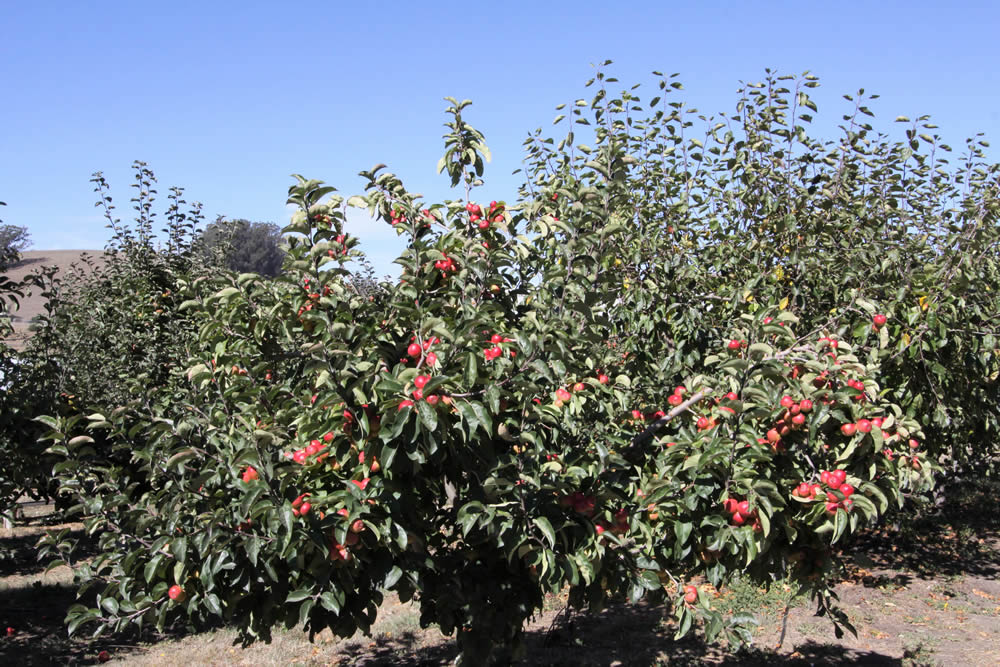 apple-tree apple tree
