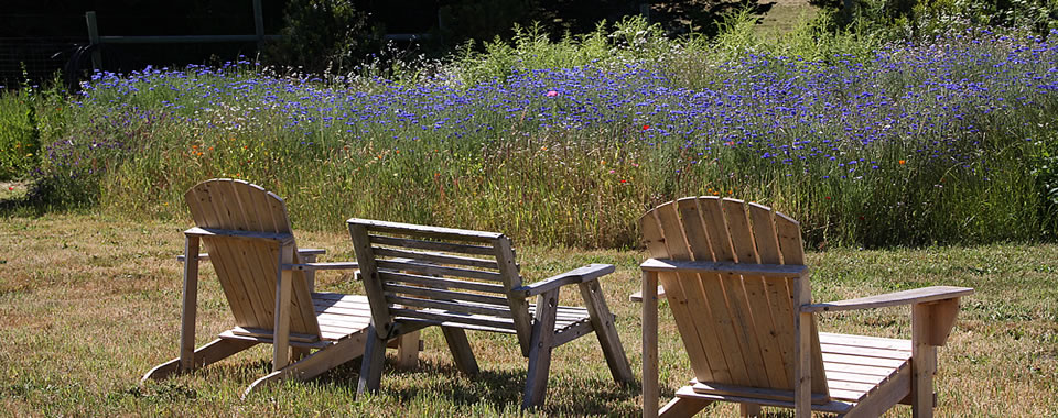chairs in lavender field @ tomales bed and breakfast lodging